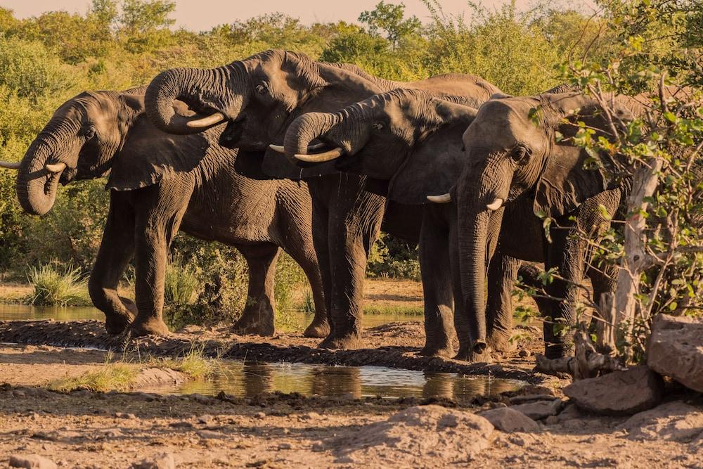 Victoria Falls Safari Club Kültér fotó