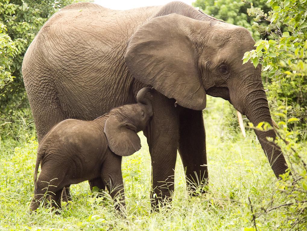 Victoria Falls Safari Club Kültér fotó